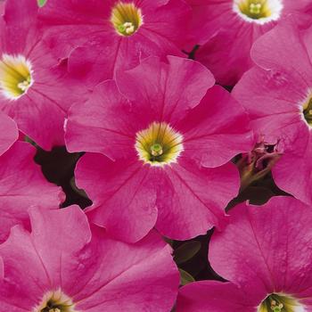 Petunia x hybrida 'Dreams™ Pink' - Petunia