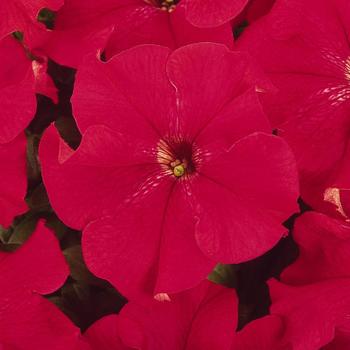Petunia x hybrida 'Dreams™ Red' - Petunia