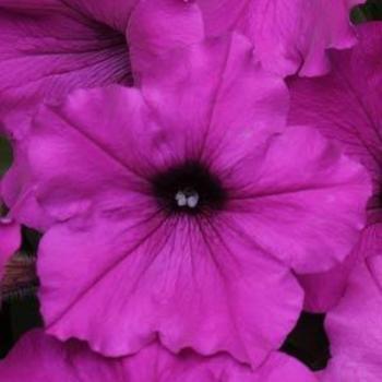 Petunia x hybrida 'Easy Wave® Violet' - Petunia
