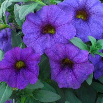 Petunia SuperCal® 'Blue' - Petunia (Petchoa)