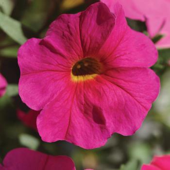 Petchoa 'SuperCal® Neon Rose' - Petunia