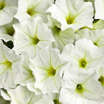 Petunia 'Supertunia® White ' - Petunia
