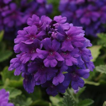 Verbena peruviana 'EnduraScape™ Dark Purple' - Verbena
