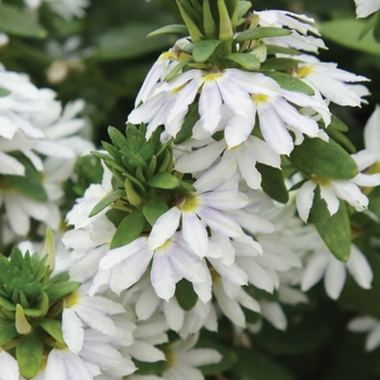 Scaevola aemula 'Fairy™ White' - Fan Flower