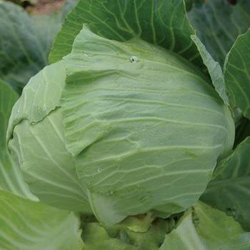 Brassica Oleracea 'Premium Late Flat Dutch ' - Cabbage