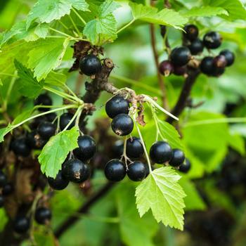 Ribes nigrum 'Consort Black' - Currant