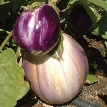 Solanum melongena 'Rosa Bianca' - Eggplant