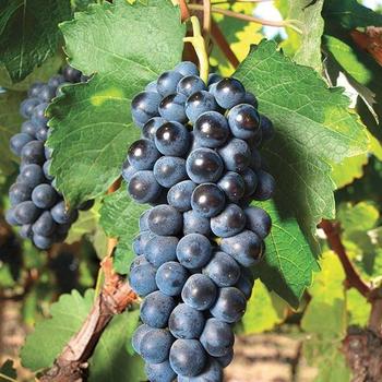 Vitis labrusca 'Blue Concord Seedless' - Grape