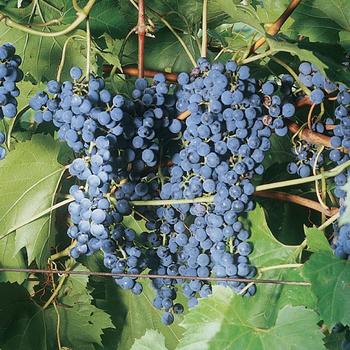 Vitis 'Frontenac' - Grape