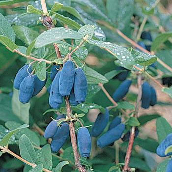 Lonicera caerulea 'Berry Blue™' - Honeyberry