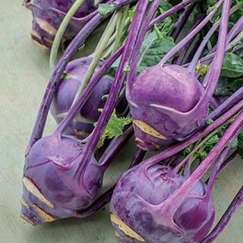 Brassica oleracea 'Early Purple Vienna' - Kohlrabi