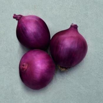Allium cepa 'Red Carpet' - Onion