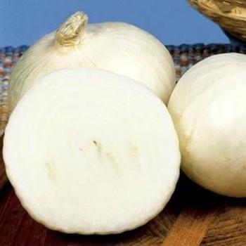 Allium cepa 'White Sweet Spanish' - Onion