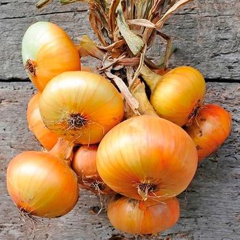 Allium cepa 'Sweet' - Onion