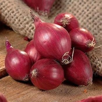 Allium cepa 'Red Karmen' - Onion