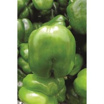 Capsicum annuum 'Keystone Giant Resistant' - Pepper, Sweet Bell
