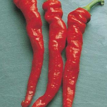 Capsicum annuum 'Cayenne Large Red ' - Pepper, Hot