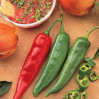 Capsicum annuum 'Garden Salsa' - Pepper, Hot