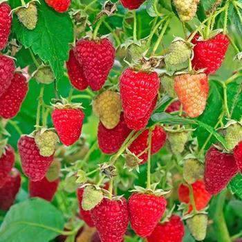 Rubus idaeus 'Killarney' - Raspberry