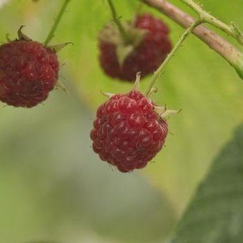 Rubus idaeus 'Souris' - Raspberry