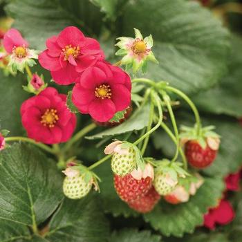 Fragaria ananassa 'Berried Treasure™' - Strawberry