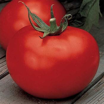 Solanum lycopersicum 'Better Boy' - Tomato