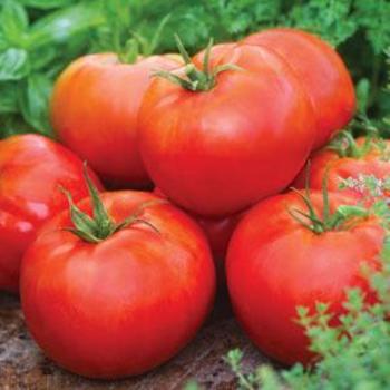Lycopersicon esculentum 'Big Daddy' - Tomato