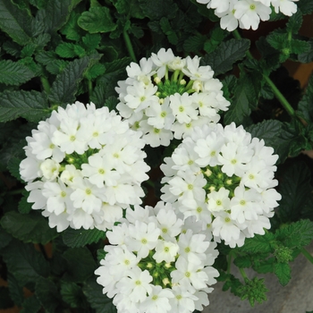 Verbena 'Lascar™ White' - Verbena