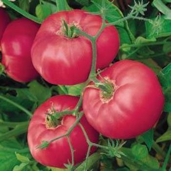 Solanum lycopersicum 'Brandy Boy' - Tomato