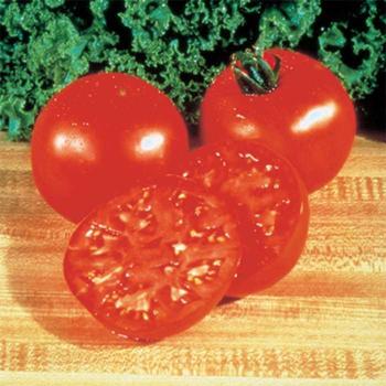 Solanum lycopersicum 'Burpee Big Boy Hybrid ' - Tomato