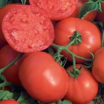 Solanum lycopersicum 'BushSteak ' - Tomato