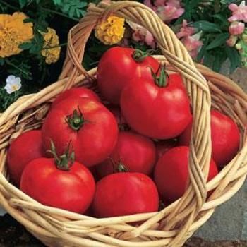 Solanum lycopersicum 'Early Girl' - Tomato