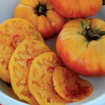 Solanum lycopersicum 'Gold Medal ' - Tomato