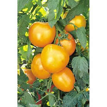 Solanum lycopersicum 'Golden Jubilee' - Tomato