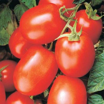 Solanum lycopersicum 'Health Kick' - Tomato