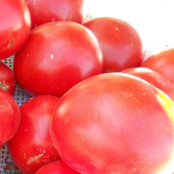 Solanum lycopersicum 'Husky Red' - Tomato