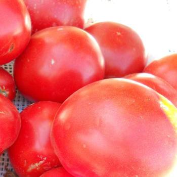 Solanum lycopersicum 'Husky Cherry Red' - Tomato
