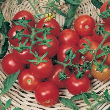 Solanum lycopersicum 'Large Red Cherry' - Tomato