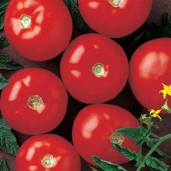 Solanum lycopersicum 'Mountain Fresh Plus' - Tomato