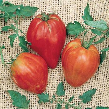 Solanum lycopersicum 'Cuore De Toro' - Tomato
