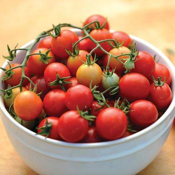 Solanum lycopersicum 'Power Pops' - Tomato