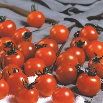 Solanum lycopersicum 'Sweet Million' - Tomato