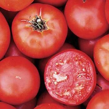 Solanum lycopersicum 'Wisconsin 55' - Tomato