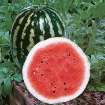 Citrullus lanatus 'Crimson Sweet ' - Watermelon