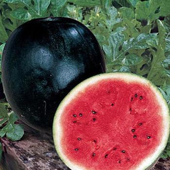 Citrullus lanatus 'Sugar Baby' - Watermelon