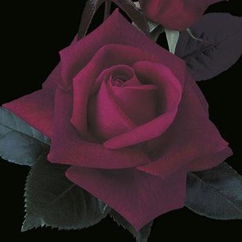 Rosa 'Lasting Love®' - Lasting Love® Rose