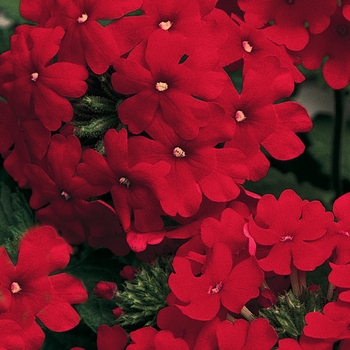 Verbena - Lanai® ''Red''