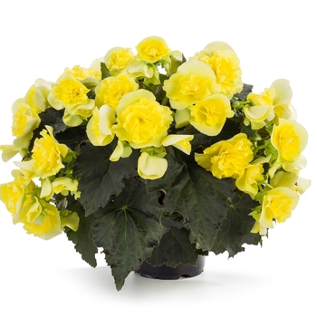 Begonia x hiemalis - Solenia® Yellow Improved