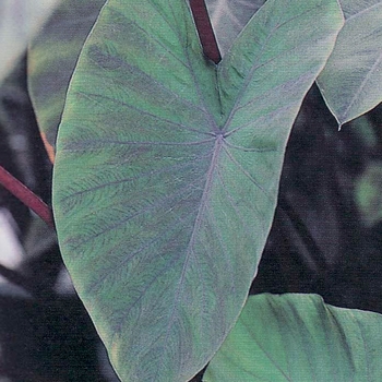 Colocasia esculenta - 'Heart of the Jungle' Elephant's Ears