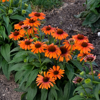 Echinacea hybrid - Color Coded™ 'Orange You Awesome'